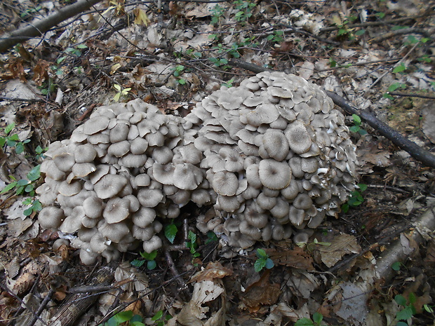 trúdnik klobúčkatý Polyporus umbellatus (Pers.) Fr.