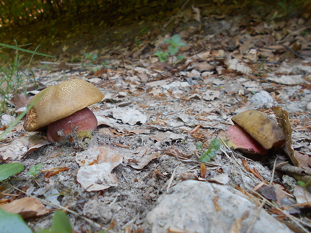 hríb zrnitohlúbikový Sutorius luridiformis (Rostk.) G. Wu & Zhu L. Yang