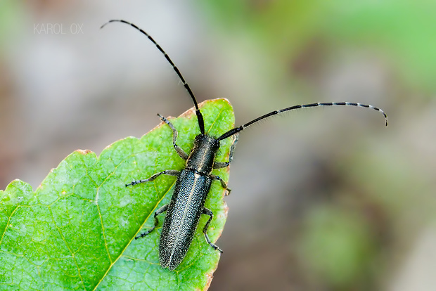 vrzúnik Agapanthia cardui