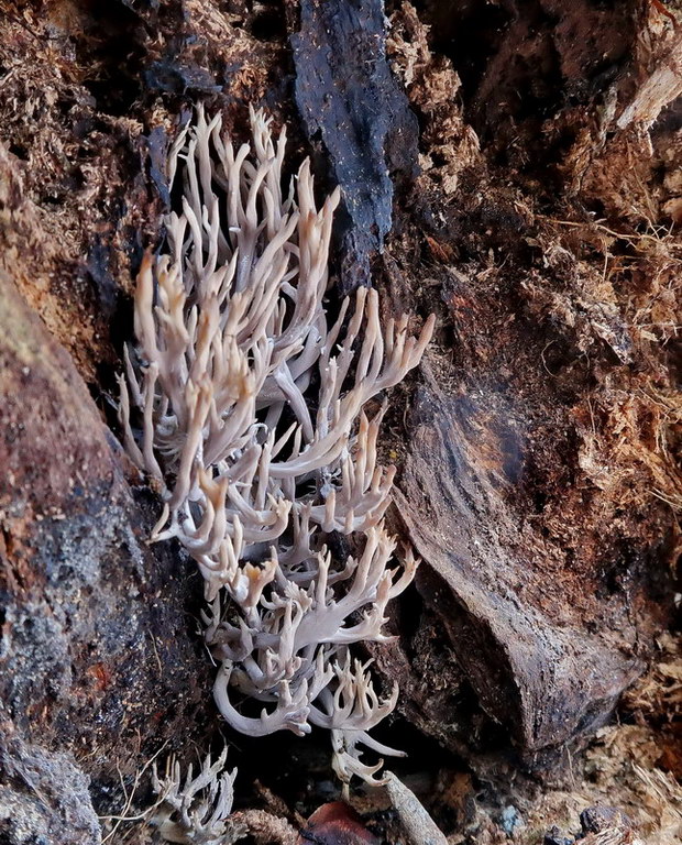 konárovka hrebenitá Clavulina coralloides (L.) J. Schröt.