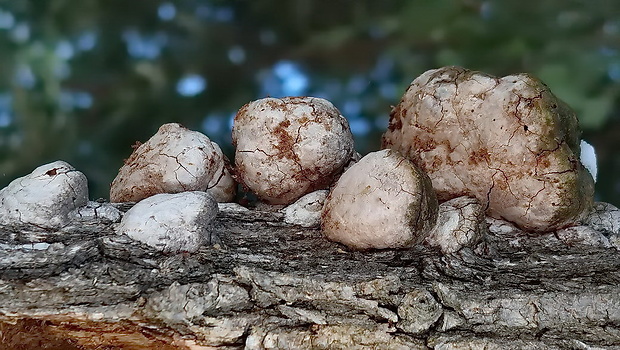 ohňovec mohutný Fomitiporia robusta (P. Karst.) Fiasson & Niemelä