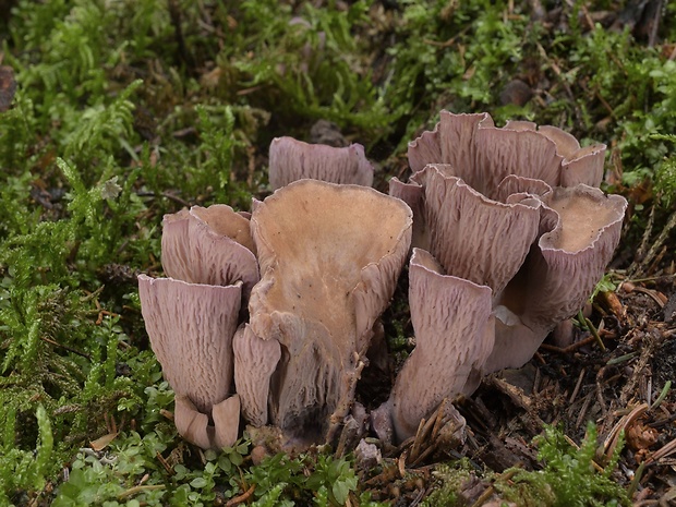 lievikovec kyjakovitý Gomphus clavatus (Pers.) Gray