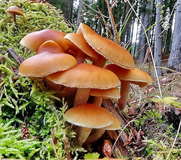 strapcovka zväzkovitá Hypholoma fasciculare (Huds.) P. Kumm.