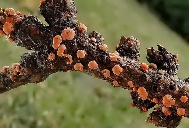 hlivka červená Nectria cinnabarina (Tode) Fr.