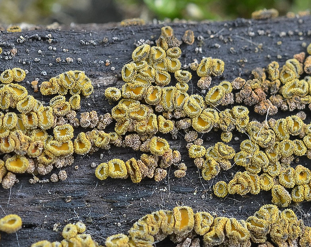 lachnetka vosková Neodasyscypha cerina (Pers.) Spooner