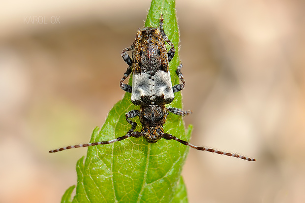 fuzáč Pogonocherus hispidulus