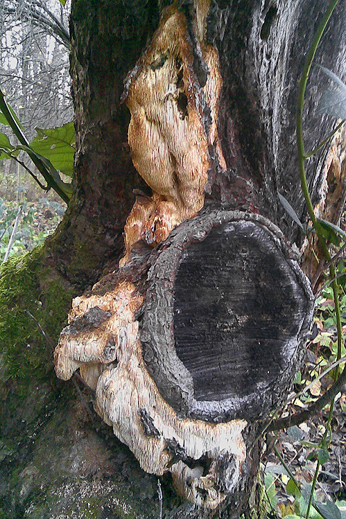 ostňovka jabloňová Sarcodontia crocea (Schwein.) Kotl.