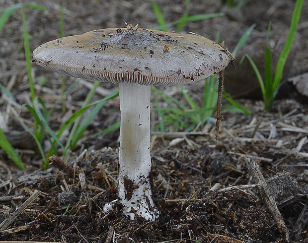 pošvovec obyčajný Volvopluteus gloiocephalus (DC.) Vizzini, Contu & Justo