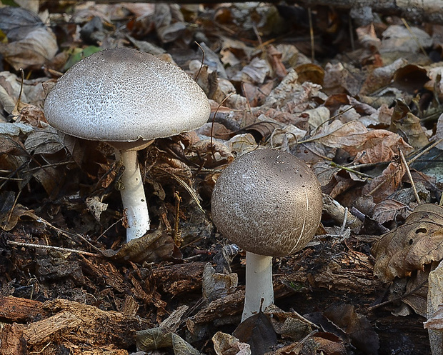 pečiarka perličková Agaricus praeclaresquamosus var. praeclaresquamosus A.E. Freeman