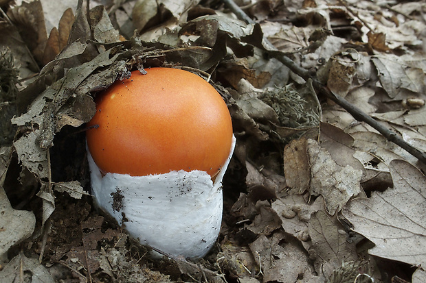 muchotrávka cisárska Amanita caesarea (Scop.) Pers.