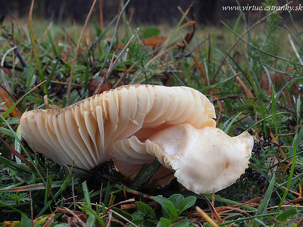 lúčnica statná Cuphophyllus pratensis (Fr.) Bon