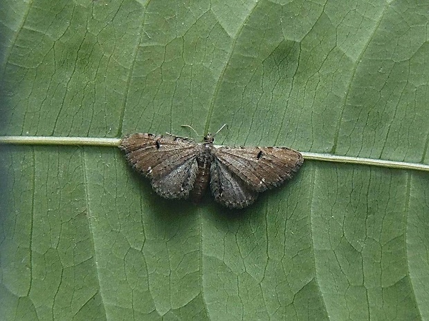 kvetnatka chmeľová   /   píďalička chmelová Eupithecia assimilata Doubleday, 1856