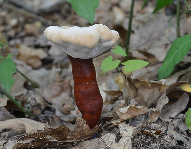 lesklokôrovka obyčajná Ganoderma lucidum (Curtis) P. Karst.