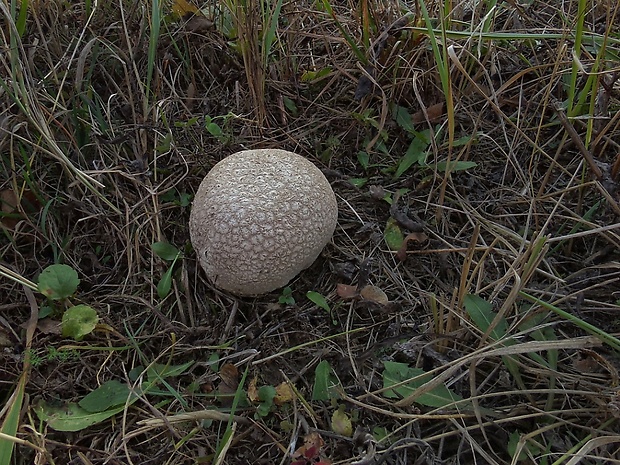 rozpadavec dlabaný Lycoperdon utriforme Bull.