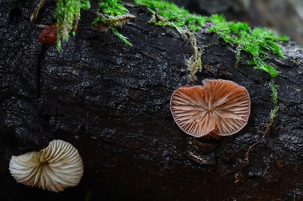 pňovka fialovohnedá Panellus violaceofulvus (Batsch) Singer