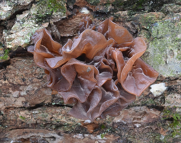 rôsolovka Phaeotremella frondosa (Fr.) Spirin & V. Malysheva