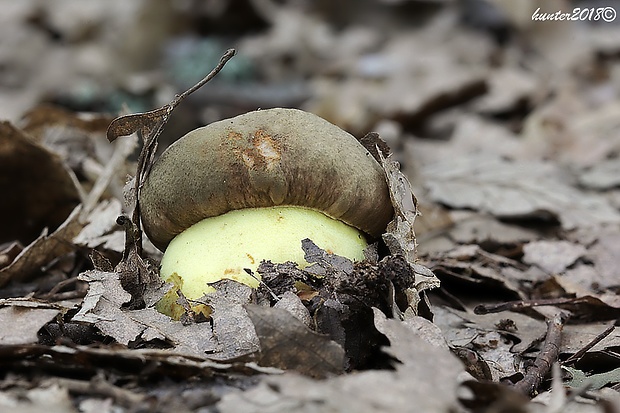 hríb príveskatý Butyriboletus appendiculatus (Schaeff. ex Fr.) Secr.