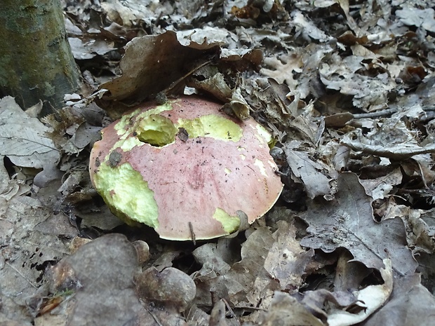 hríb kráľovský Butyriboletus regius (Krombh.) D. Arora & J.L. Frank