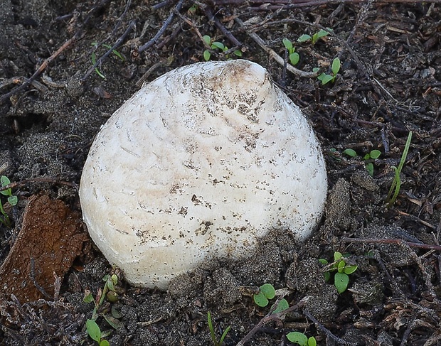 strieška bedľovitá Chlorophyllum agaricoides (Czern.) Vellinga