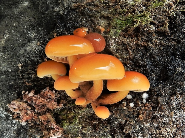 plamienka Flammulina sp.