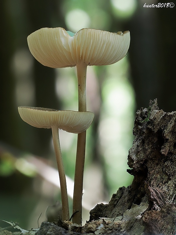 sliznačka koreňujúca Hymenopellis radicata (Relhan) R.H. Petersen