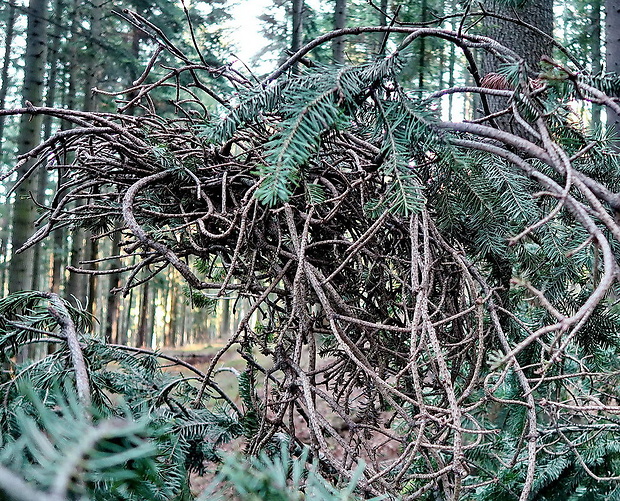 metlovka jedľová Melampsorella caryophyllacearum (DC.) J. Schröt.