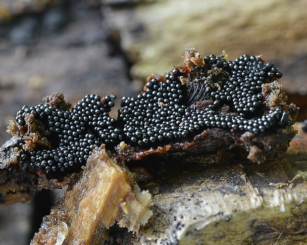 vlasovníčka Metatrichia sp.