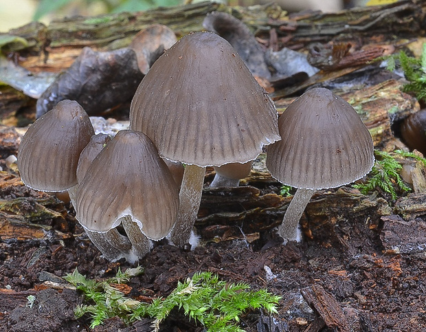 prilbička Mycena sp.