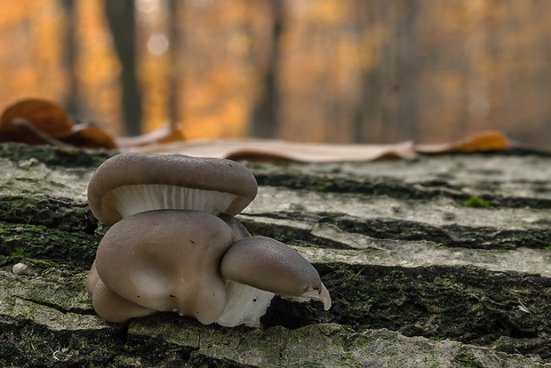 hliva ustricovitá Pleurotus ostreatus (Jacq.) P. Kumm.