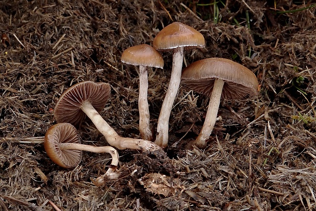 holohlavec Psilocybe fimetaria (P.D. Orton) Watling