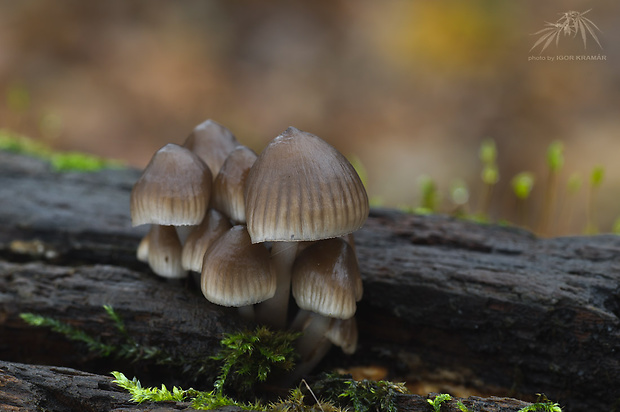 prilbička hnedosivá Mycena tintinnabulum (Paulet) Quél.