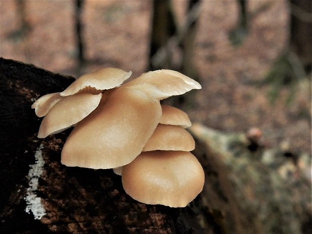 hliva Pleurotus sp.