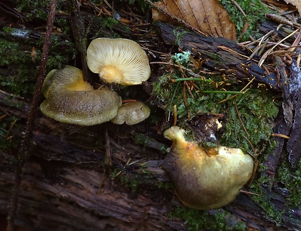 pňovka neskorá Sarcomyxa serotina (Pers.) P. Karst.