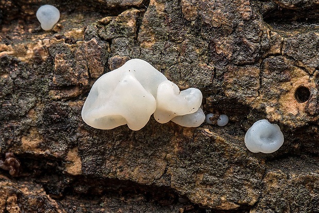 uchovec bazový biely Auricularia auricula-judae var. lactea Quél