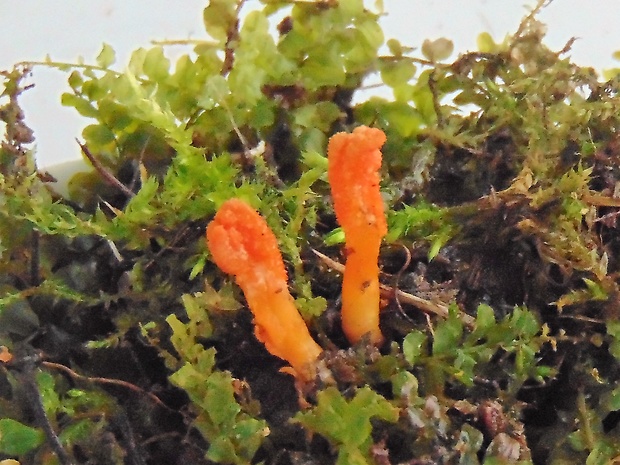 žezlovka hmyzová Cordyceps militaris (Fr.) Link