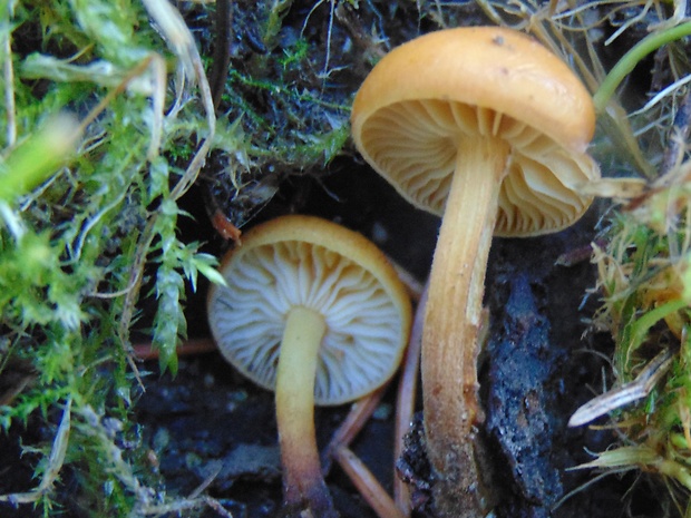 plamienka Flammulina sp.