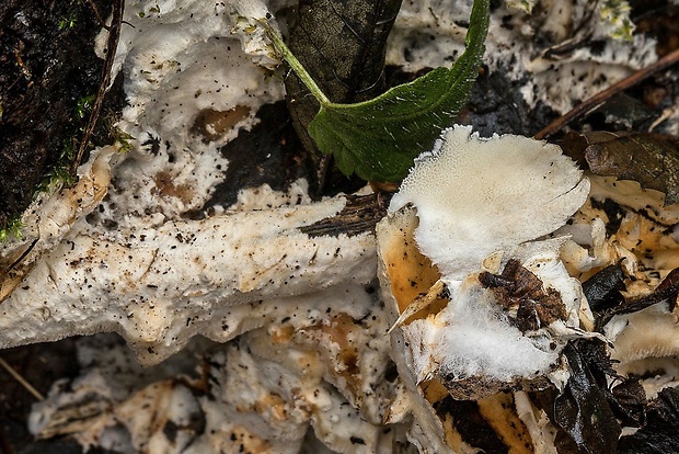 pleťovec Loweomyces wynneae (Berk. & Broome) Jülich