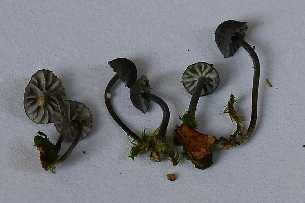 prilbička modrosivá Mycena pseudocorticola Kühner