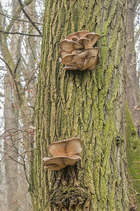 hliva ustricovitá Pleurotus ostreatus (Jacq.) P. Kumm.