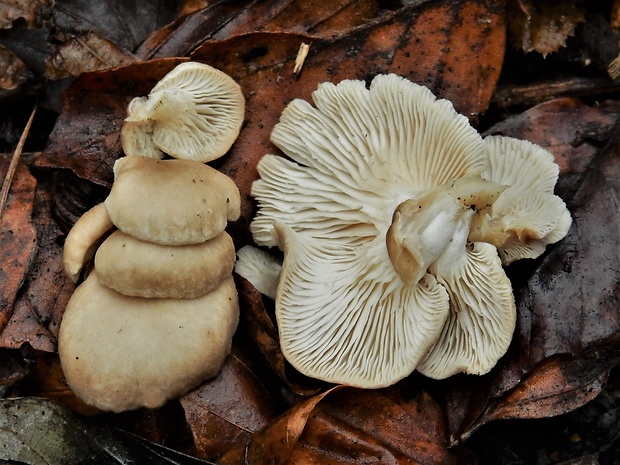 hliva Pleurotus sp.