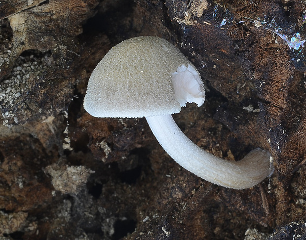 štítovka Pluteus sp.