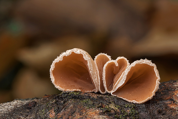 škľabka plstnatá Schizophyllum amplum (Lév.) Nakasone