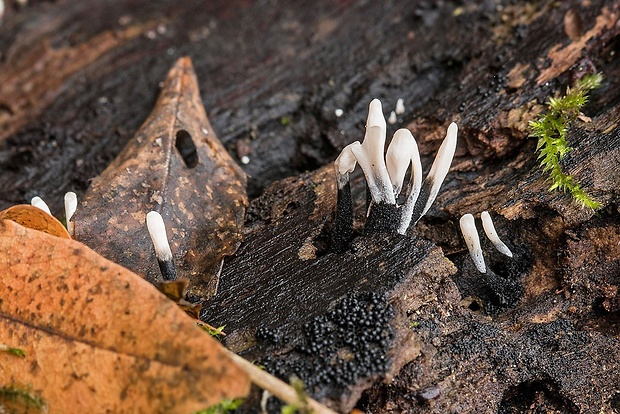 drevnatec Xylaria sp.