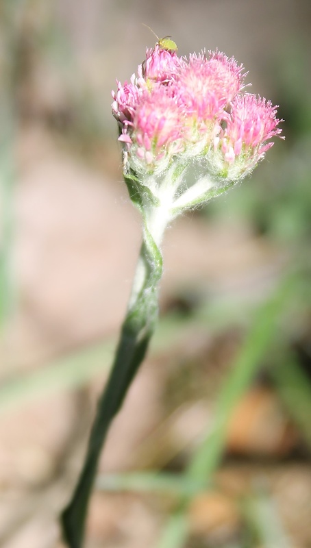 plešivec dvojdomý Antennaria dioica (L.) Gaertn.