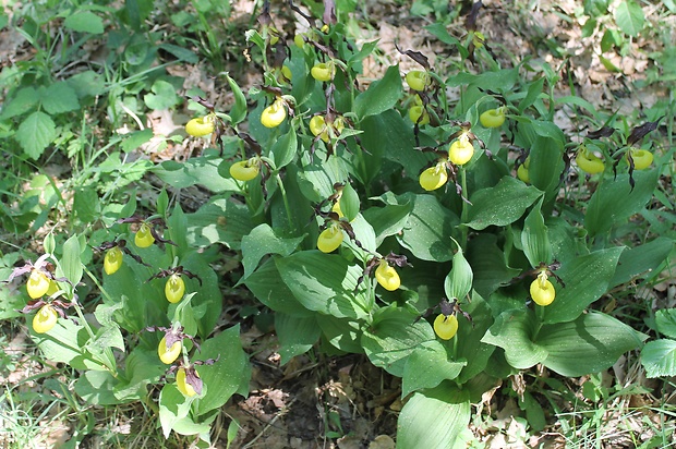 črievičník papučkový Cypripedium calceolus L.