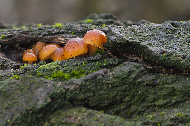 plamienka Flammulina sp.