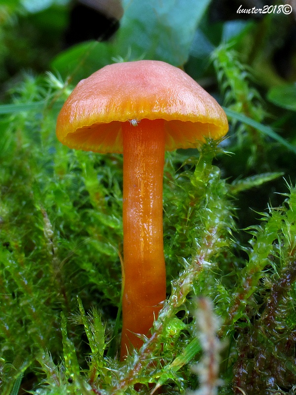 lúčnica citrónovožltá Hygrocybe chlorophana (Fr.) Wünsche