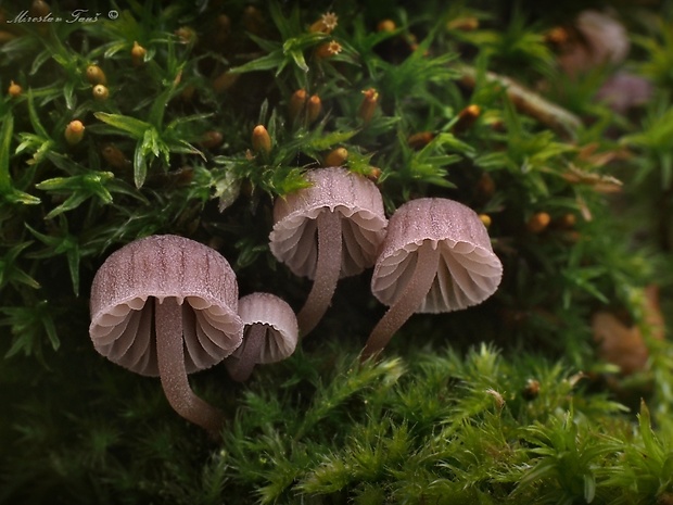 prilbička pomúčená Mycena meliigena (Berk. & Cooke) Sacc.