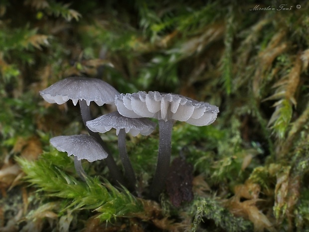 prilbička modrosivá Mycena pseudocorticola Kühner