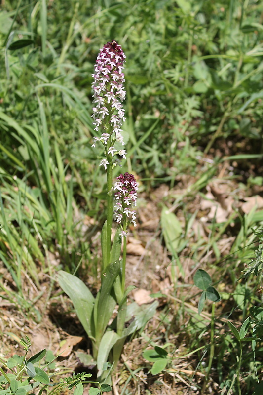 neotinea počerná pravá Neotinea ustulata subsp. ustulata (L.) R. M. Bateman, A. M. Pridgeon et M. W. Chase